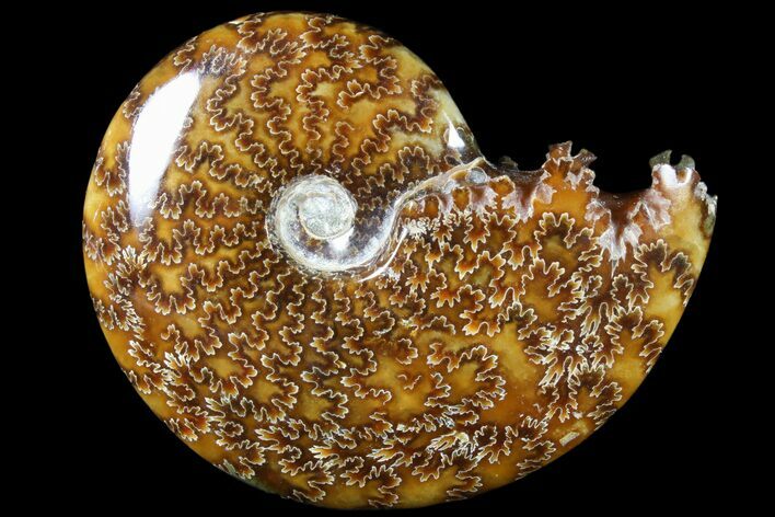 Polished, Agatized Ammonite (Cleoniceras) - Madagascar #79741